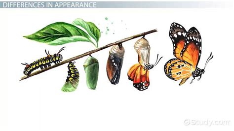 Metamorphosis .